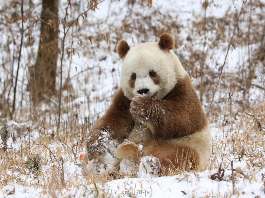 棕色大熊猫七仔见雪变身“雪花熊”【5】