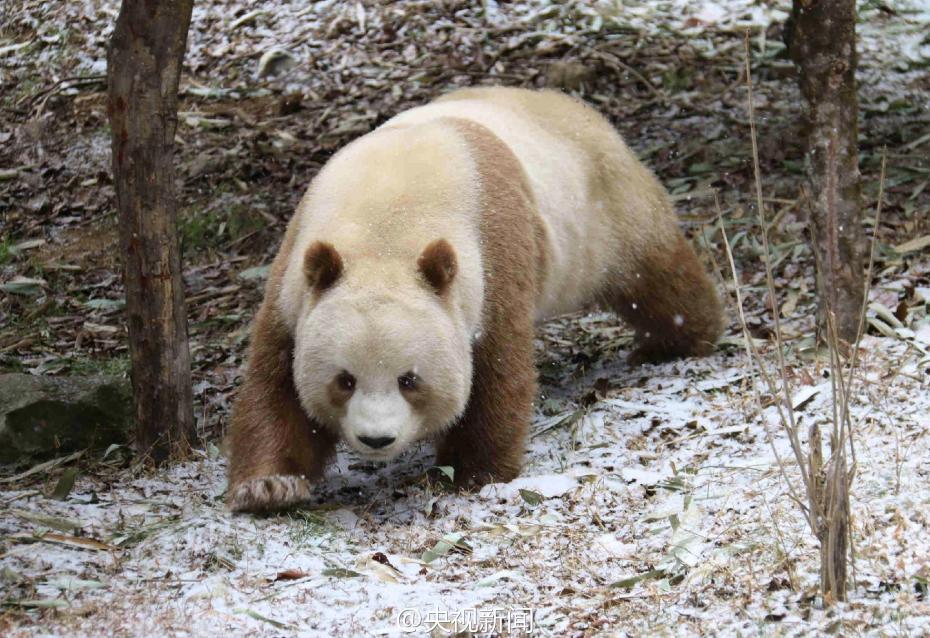 棕色大熊猫七仔见雪变身“雪花熊”【6】