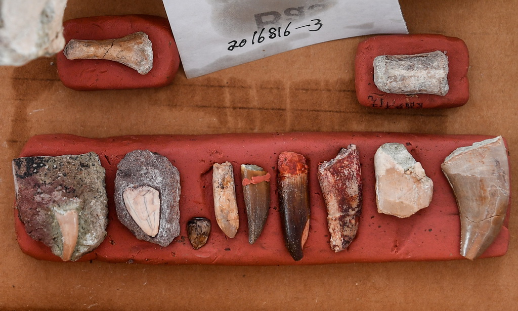 这是发现的恐龙和鳄类牙齿化石（6月8日摄）。 新华社记者 许畅 摄