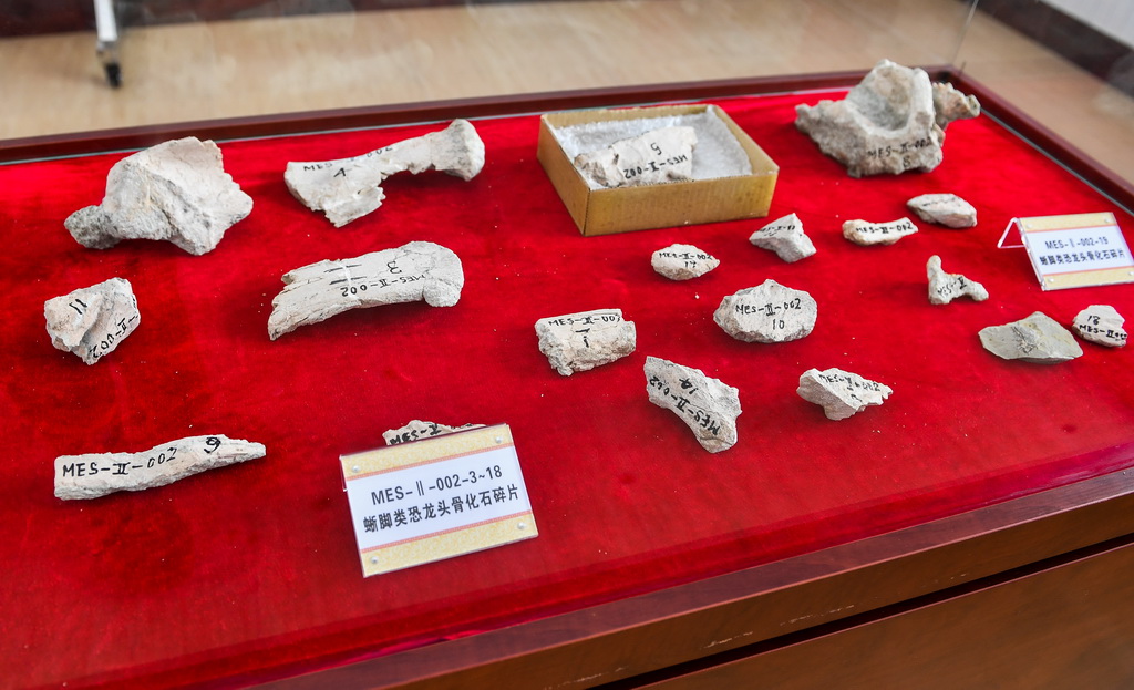 这是发现的蜥脚类恐龙头骨化石碎片（6月8日摄）。 新华社记者 许畅 摄