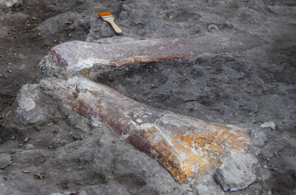 这是在发掘现场发现的疑似蜥脚类恐龙下肢骨骼化石（6月8日摄）。 新华社记者 许畅 摄