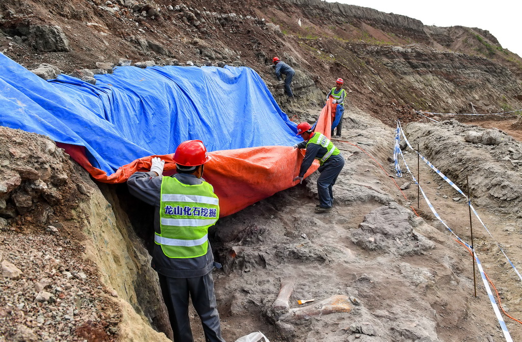 科考人员将恐龙化石发掘现场覆盖上防水罩，防止雨水侵蚀（6月8日摄）。新华社记者 许畅 摄