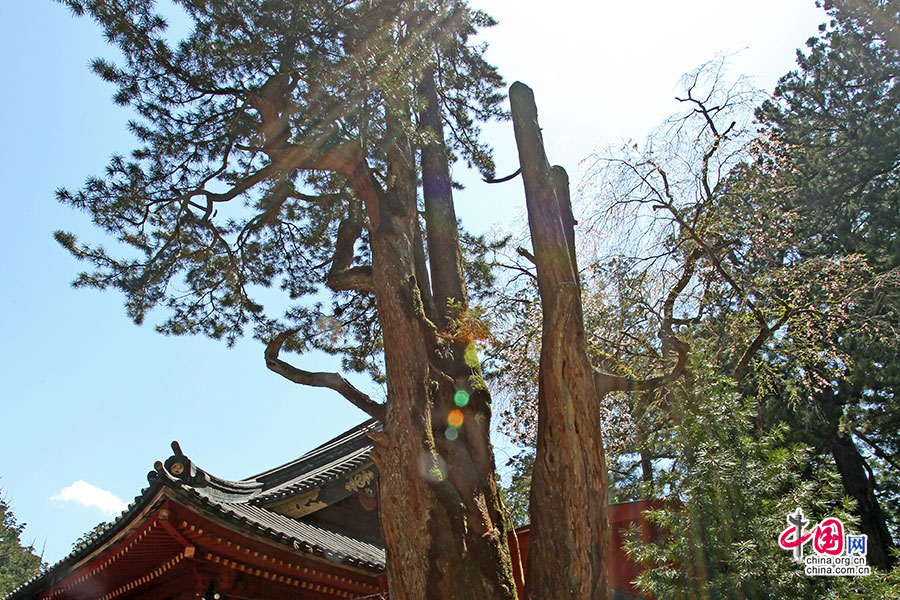 日本物語（13）二荒山神社で「大吉」を引く