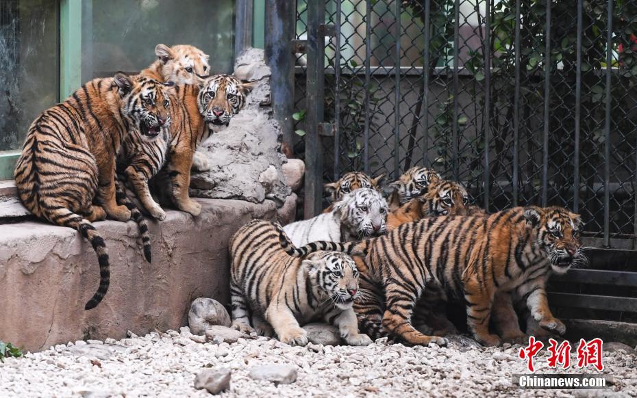 済南野生動物世界 虎の子供12頭が公開 中国網 日本語