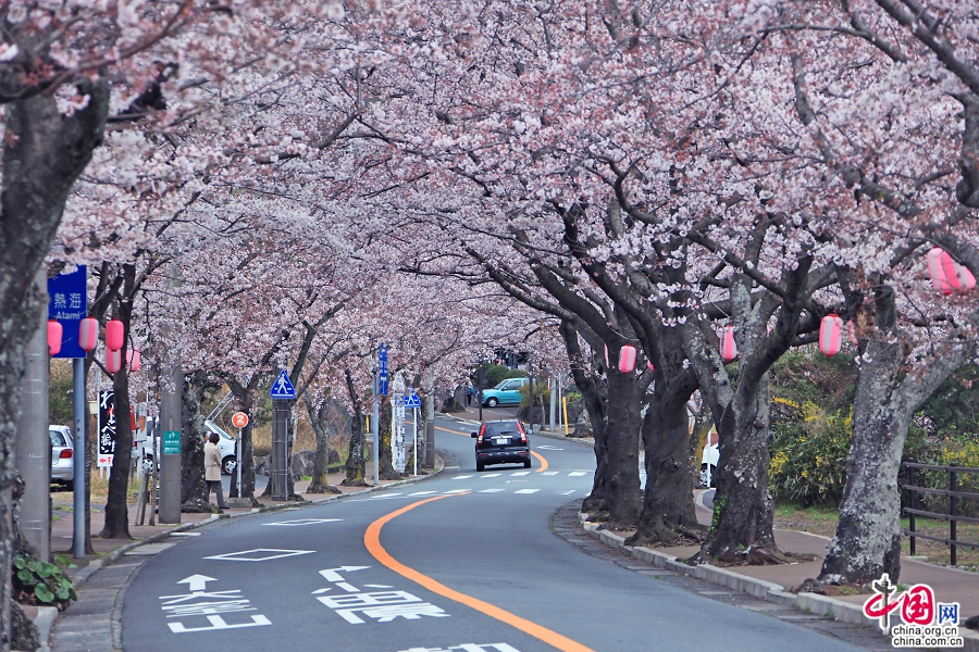 樱花盛开的一条路