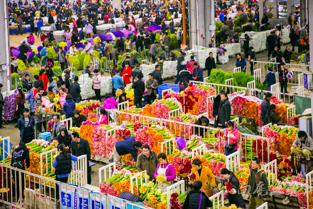 中国最大的花卉市场，鲜花白菜价，卖花像卖菜