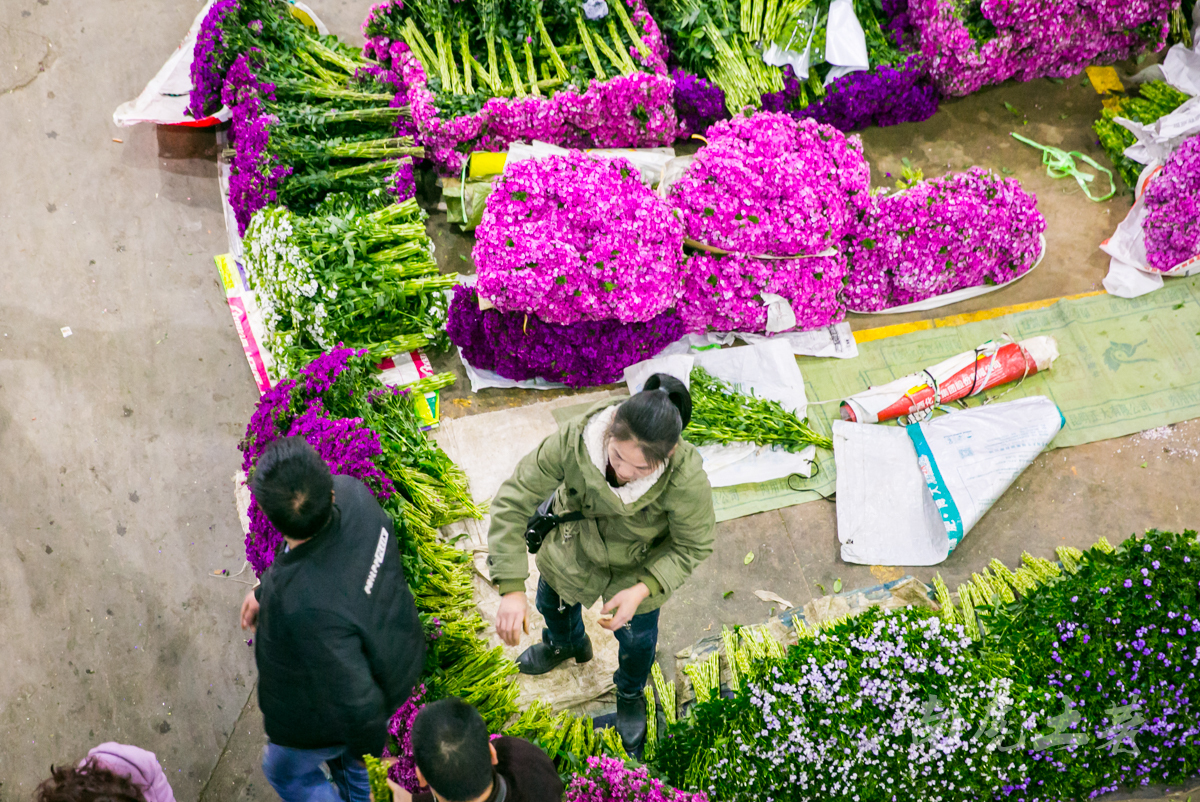 中国最大的花卉市场，鲜花白菜价，卖花像卖菜