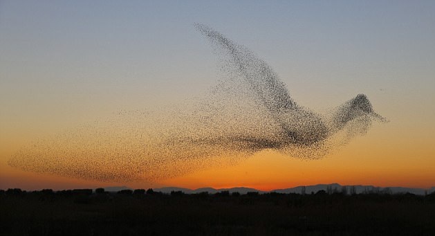 独写真家がムクドリの群れを撮影 1羽の鳥の形 中国網 日本語