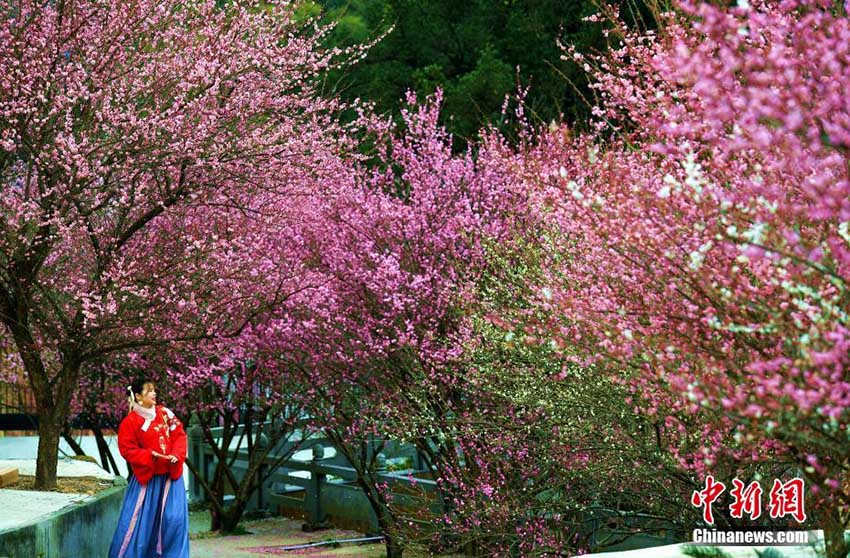 冬景色に暖かな彩添える　福州の林陽寺で梅の花が満開に