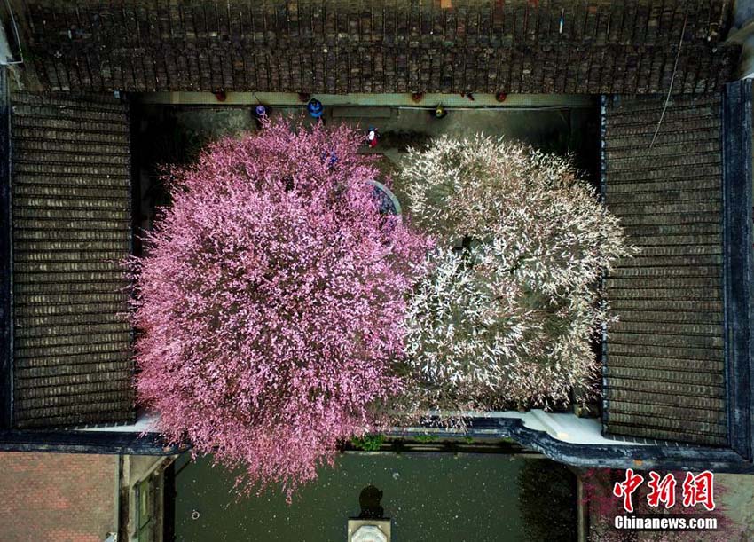 冬景色に暖かな彩添える　福州の林陽寺で梅の花が満開に