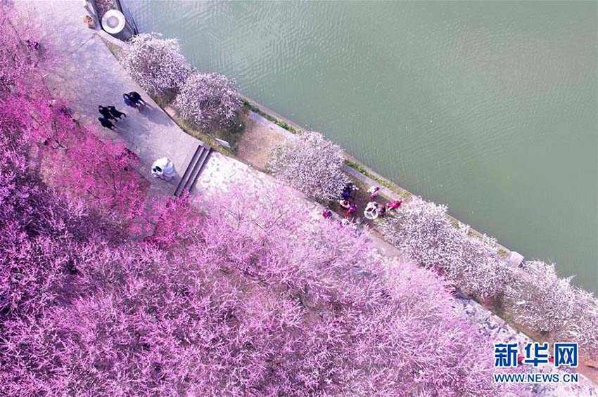 中国各地で好天続く、そこかしこに広がる春の景色