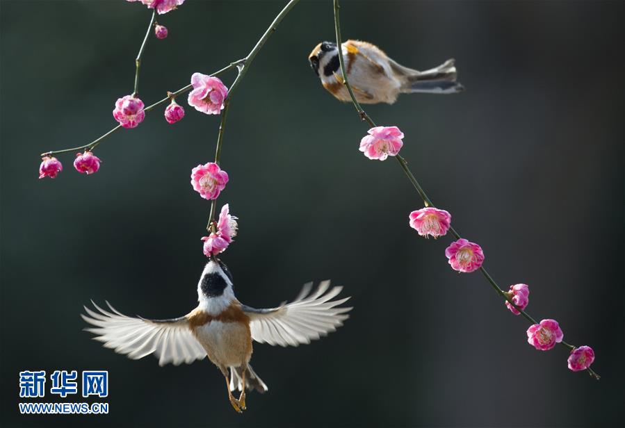 春到来 小鳥が花にキス 中国網 日本語