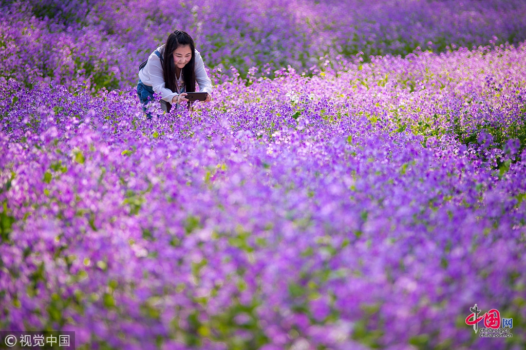 南京でオオアラセイトウが咲く 紫の花畑が幻想的 中国網 日本語