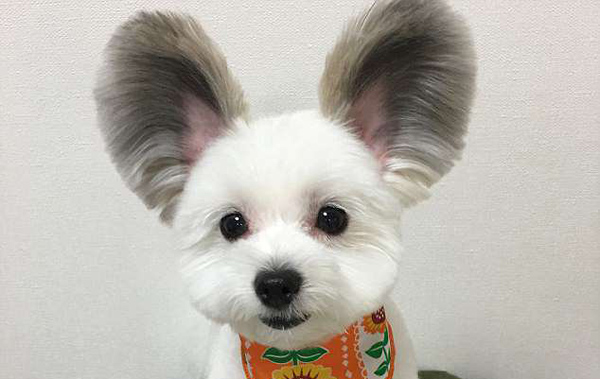 日本の犬 ミッキーのような丸い耳で人気 中国網 日本語