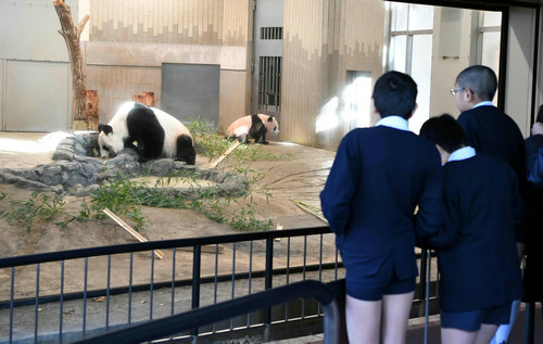 2017年12月18日，在日本东京上野动物园，小学生观看大熊猫幼崽“香香”（右一）与它的妈妈“仙女”（日本名字“真真”）。新华社记者 马平 摄
