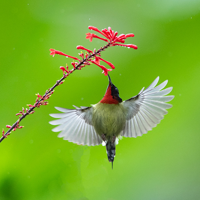 エンビタイヨウチョウ、ヒギリの蜜を吸う_中国網_日本語