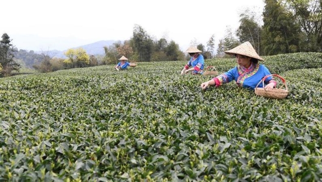 福建省福鼎市 白茶の収穫時期を迎える_中国網_日本語