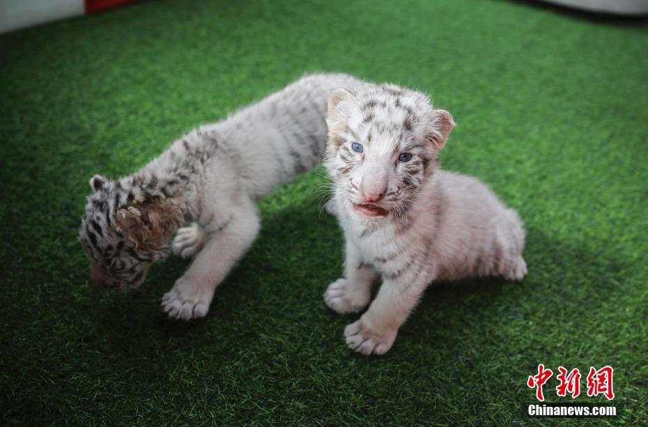北京野生動物園 動物の赤ちゃんがお披露目 中国網 日本語