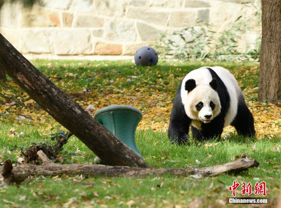 パンダ飼育員の 小奇跡 日記 米ワシントン 中国網 日本語