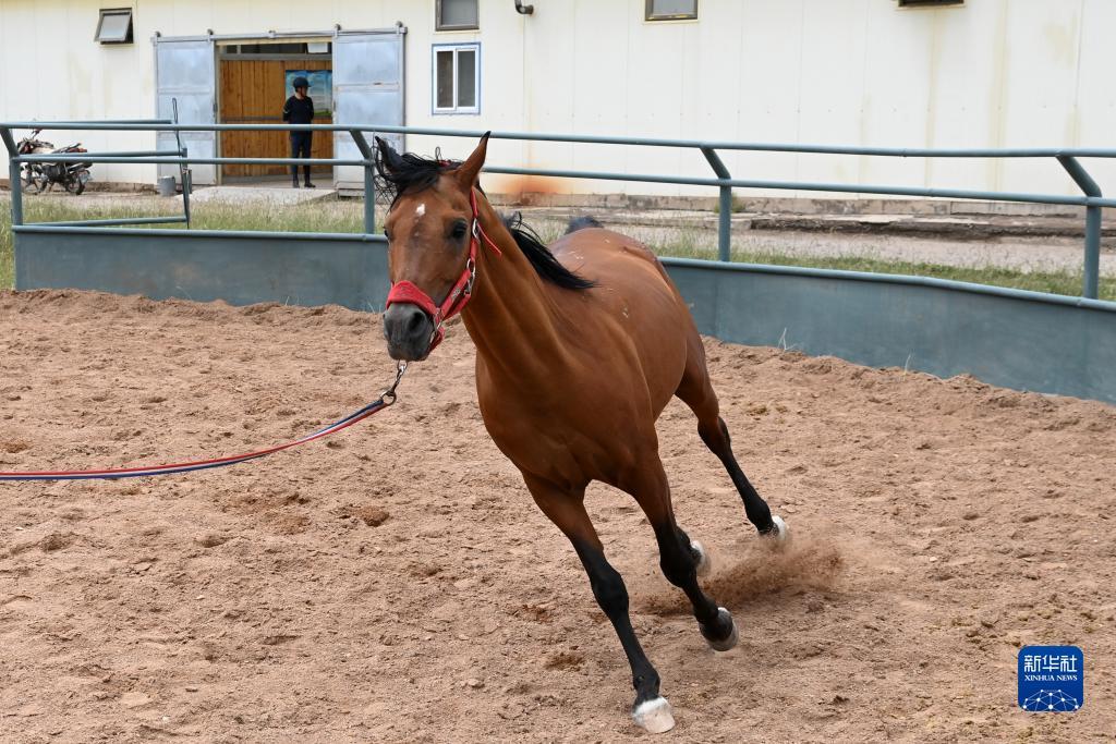 1000年の歴史ある馬場馬が駆ける_中国網_日本語