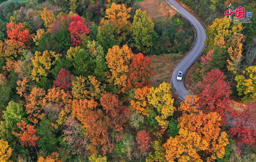 貴州省清鎮市 田舎の道路が紅葉で色鮮やかに_中国網_日本語