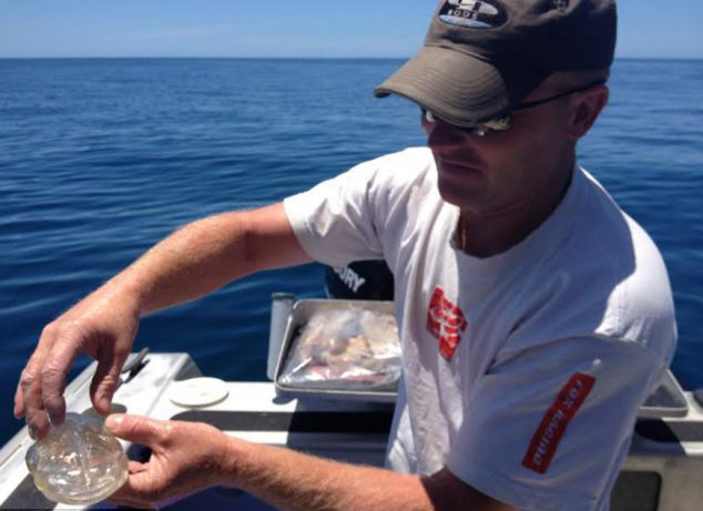 Рыбак в Новой Зеландии поймал «прозрачную креветку»  