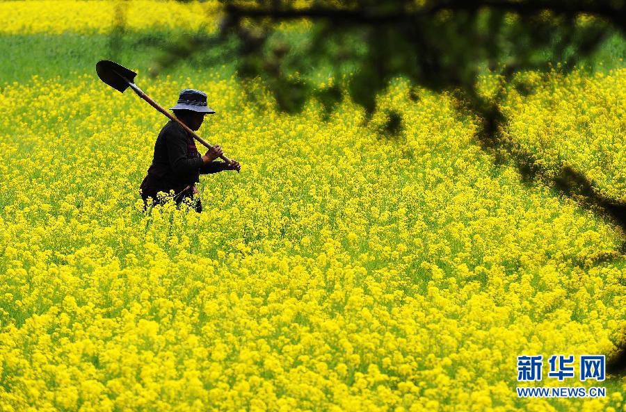 Буколические летние пейзажи в районе Линьчжи Тибета