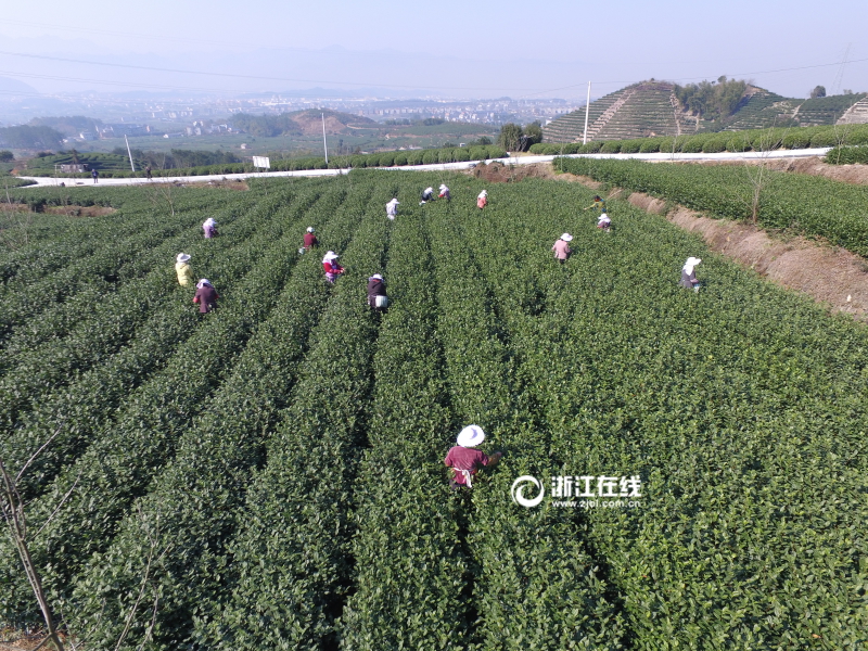 В уезде Сунян провинции Чжэцзян начинается сезон сбора чая