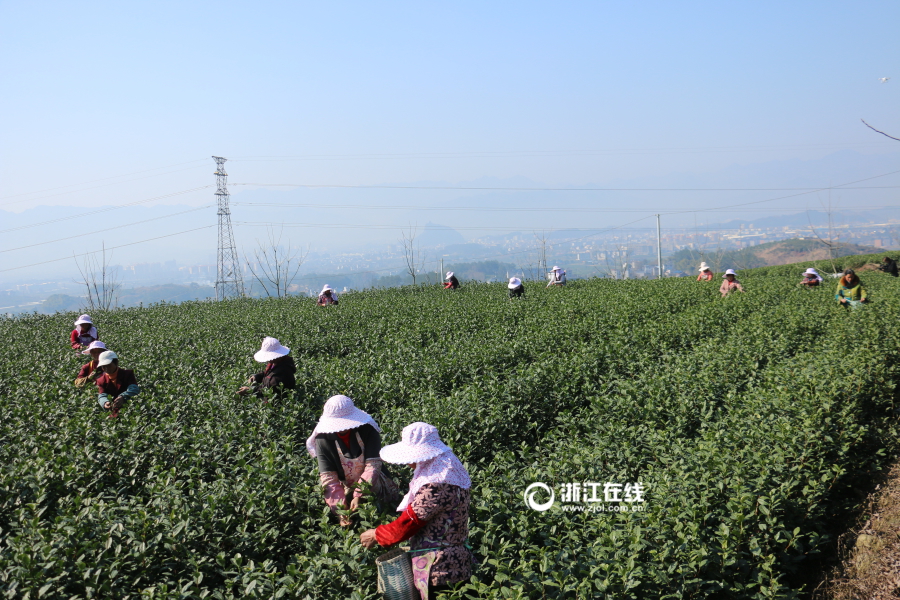 В уезде Сунян провинции Чжэцзян начинается сезон сбора чая