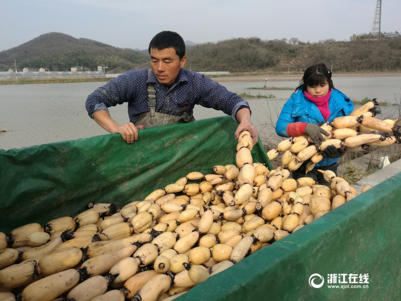 Сбор урожая корневищ лотоса в провинции Чжэцзян
