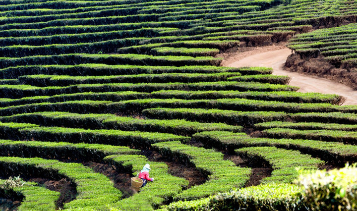 Top-8 лучших мест для сбора чая в Китае
