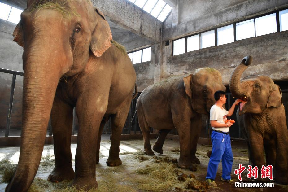 В китайском зоопарке города Шицзячжуан установлено отопительное оборудование для животных