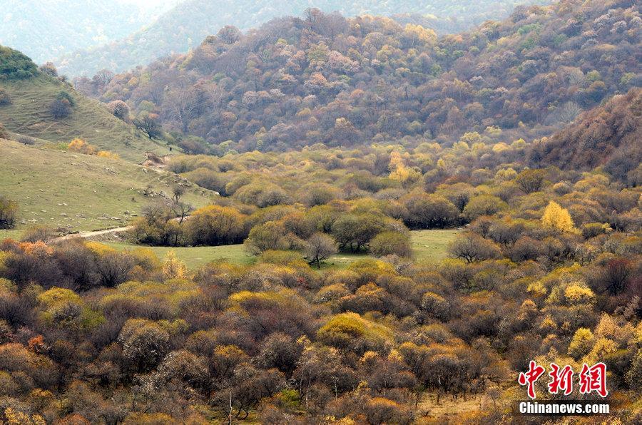 Очаровательный осенний пейзаж на холмах Лаоелин горы Гуаньшань провинции Ганьсу