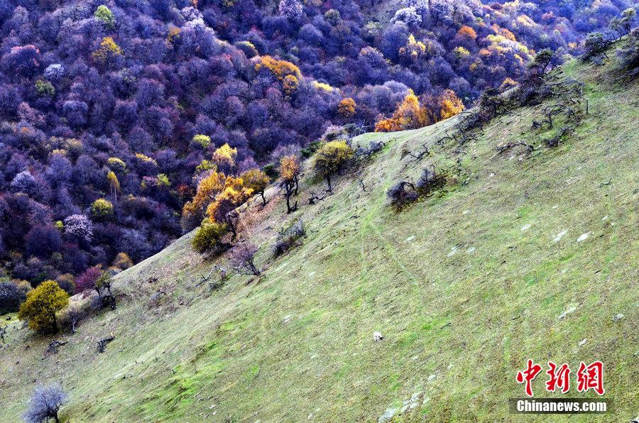 Очаровательный осенний пейзаж на холмах Лаоелин горы Гуаньшань провинции Ганьсу