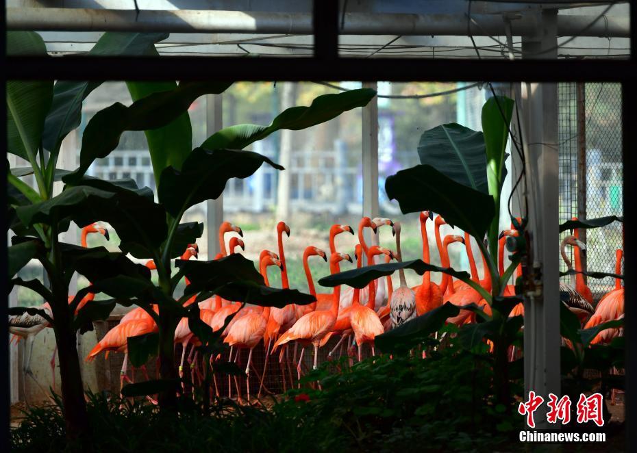 В китайском зоопарке города Шицзячжуан установлено отопительное оборудование для животных