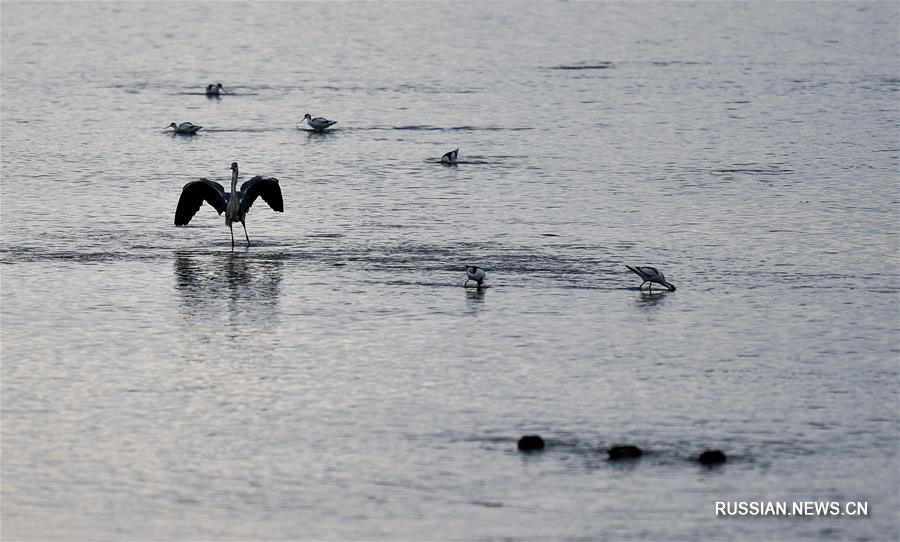 Перелетные птицы на побережье Шэньчжэньского залива