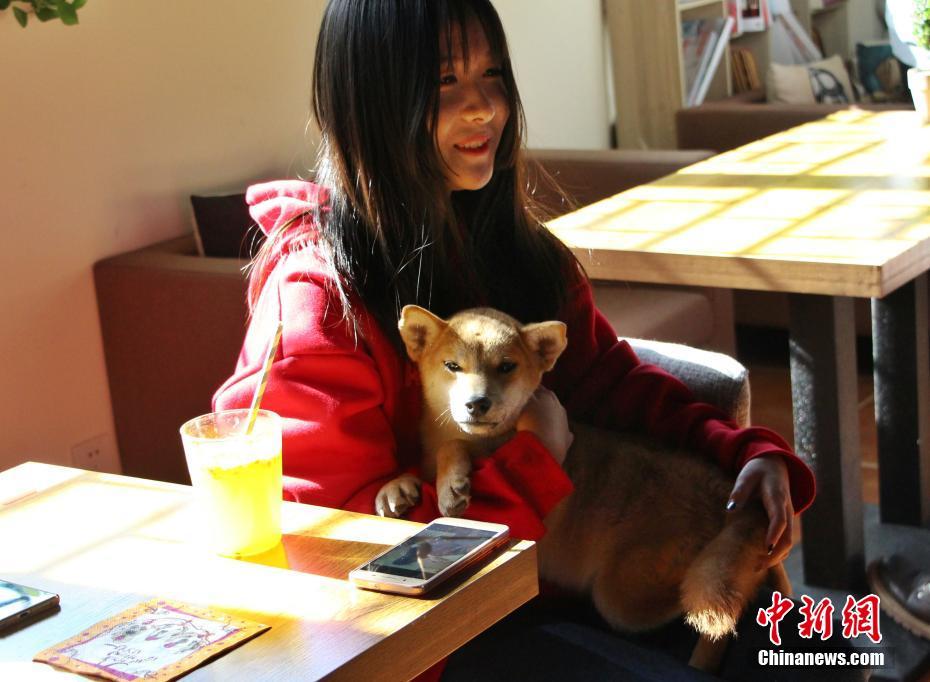 Кафе с домашними животными помогает городским жителям в борьбе со стрессом 