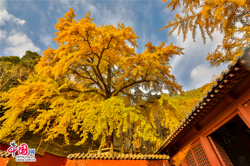 Красивые деревья гинкго в Храме Линцюань, уезд Цишуй, пров. Шаньдун