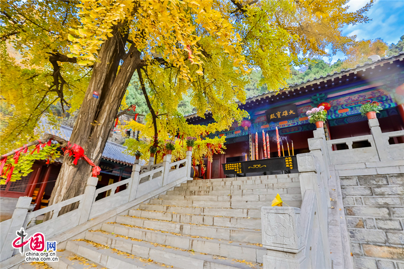 Красивые деревья гинкго в Храме Линцюань, уезд Цишуй, пров. Шаньдун