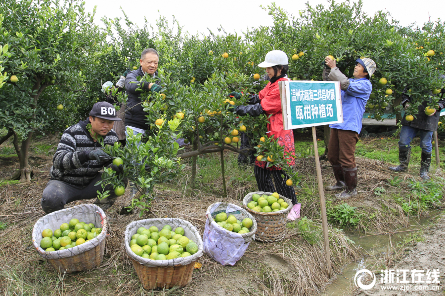 Сбор урожая апельсинов в районе Оухай (г. Вэньчжоу, пров. Чжэцзян)