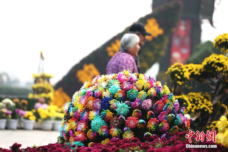  Хризантема семи цветов появилась на выставке хризантем г. Наньчан