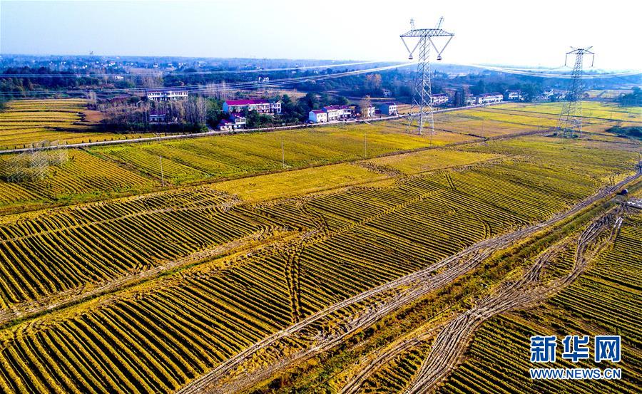 Живописные осенние сельские пейзажи в уезде Шучэн, пров. Аньхой