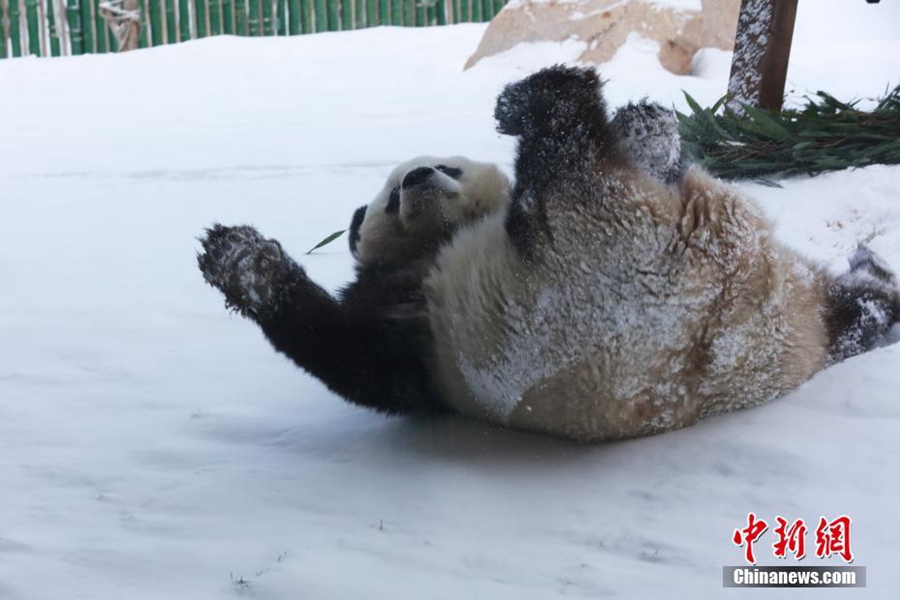 Большая панда играет в снегу