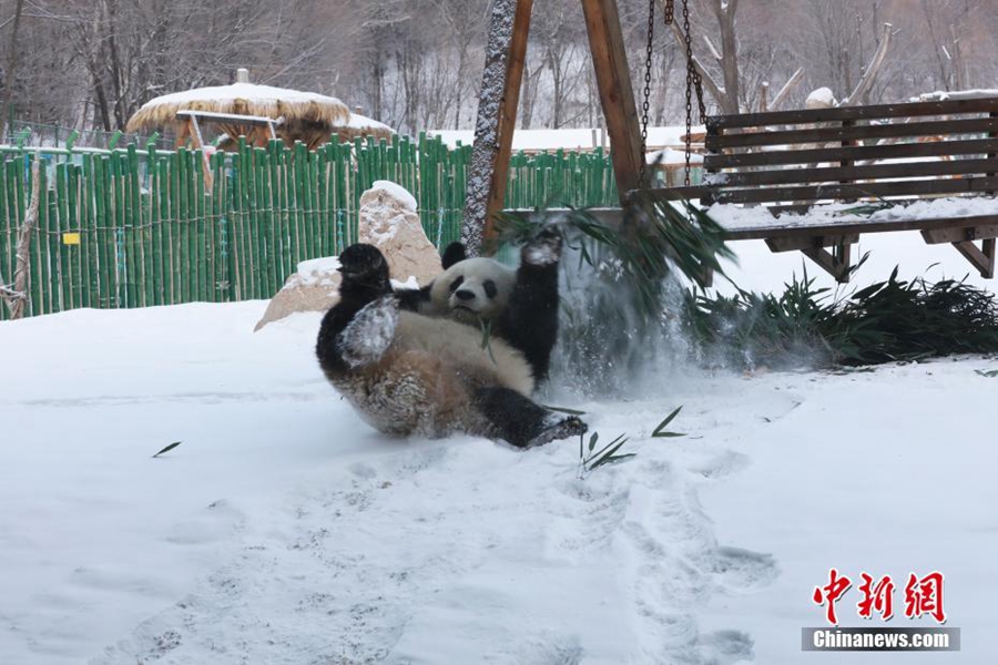Большая панда играет в снегу