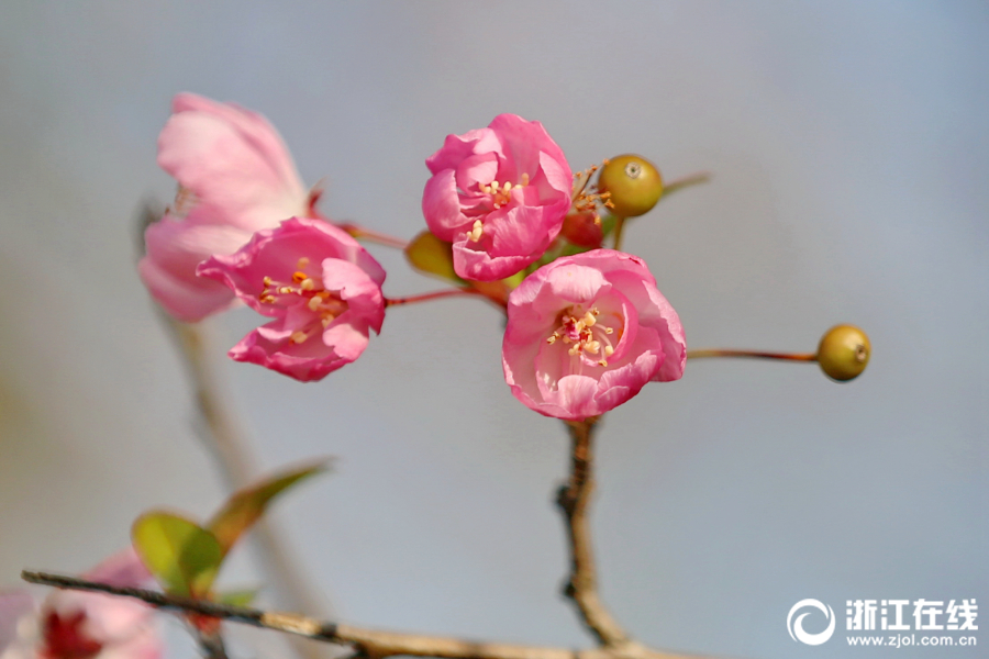 Цветение яблони-китайки на озере Наньху, г. Цзясин