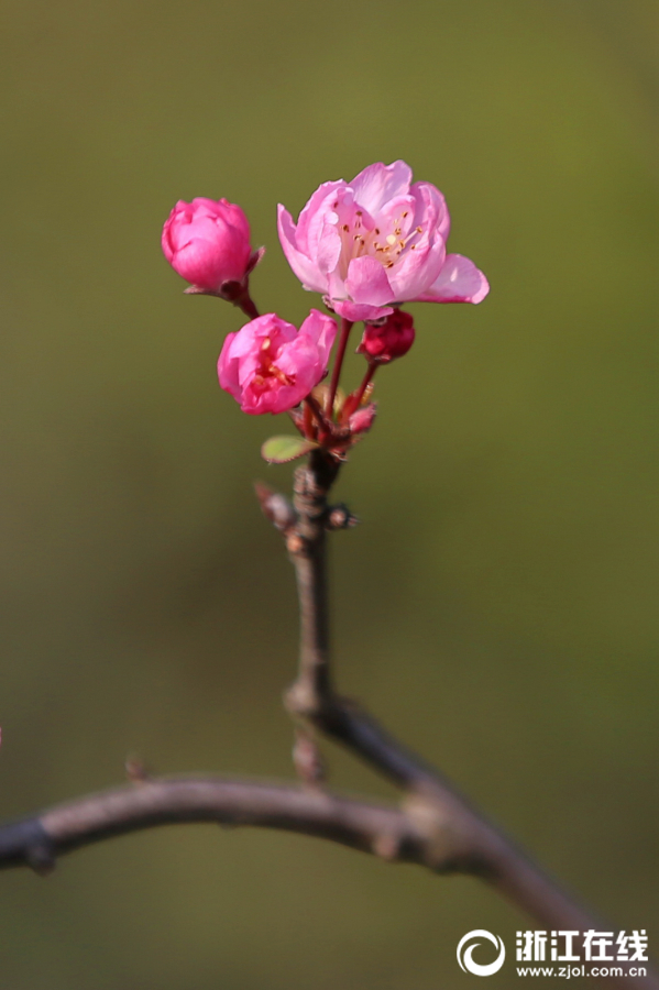 Цветение яблони-китайки на озере Наньху, г. Цзясин
