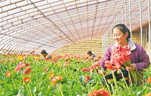 Крестьянам уезда Сяньсянь (г. Цанчжоу, пров. Хэбэй) удалось выйти из-за черты бедности с помощью выращивания цветов