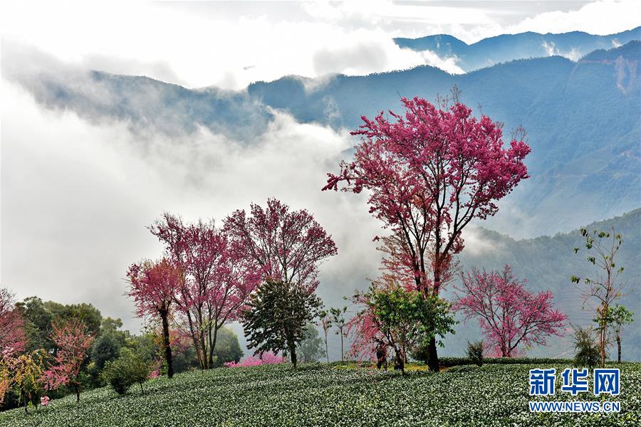 Наньцзянь в провинции Юньнань – зимние сакуры привлекают туристов