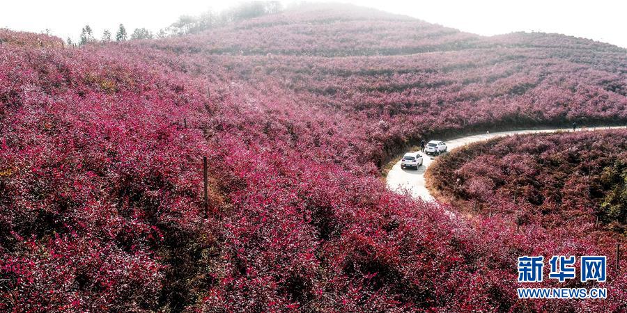 Уезд Луцзян в провинции Аньхой: красные листья черники в горах