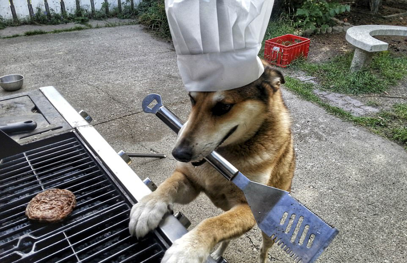 Канадская собака-эквилибрист Канадская собака-эквилибрист